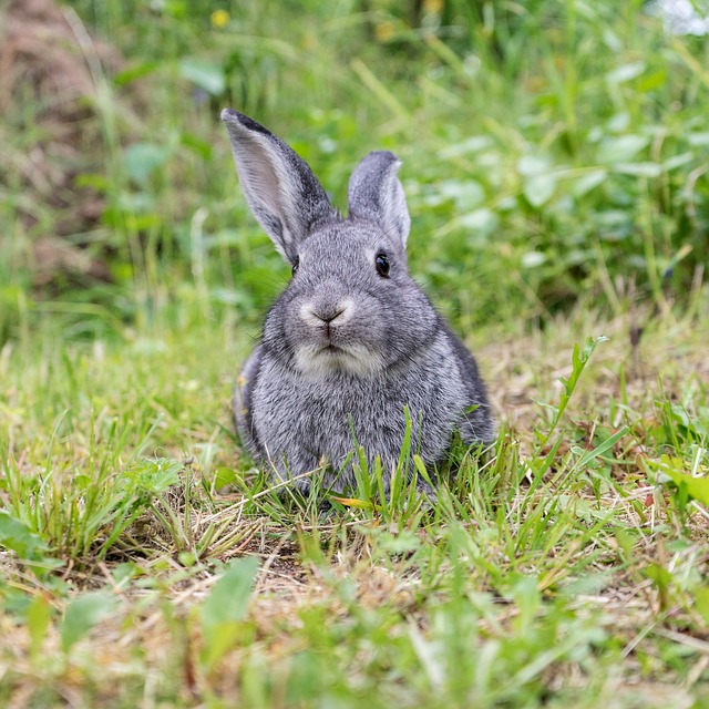 šedý králík