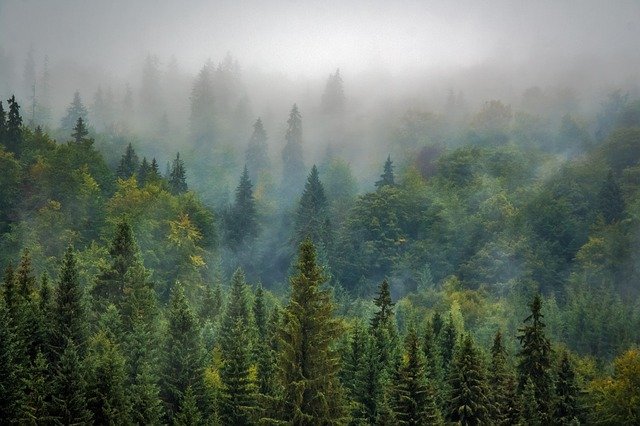 jehličnatý les.jpg